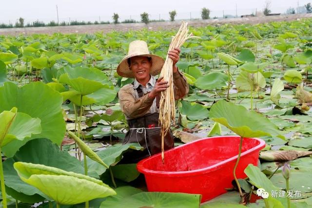 新建这个村坚定走农旅结合绿色之路！把荷塘变成聚宝盆，荷花变成摇钱树！