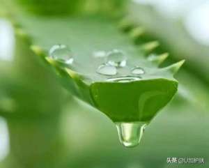 珍珠芦荟养殖方法步骤(珍珠粉和什么搭配祛痘 痘痘肌必看)