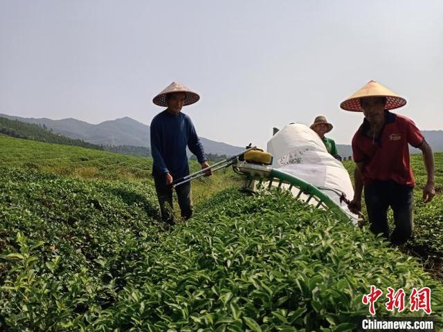 红土地上振兴路：密织林下“经济带”敲开山村“致富门”