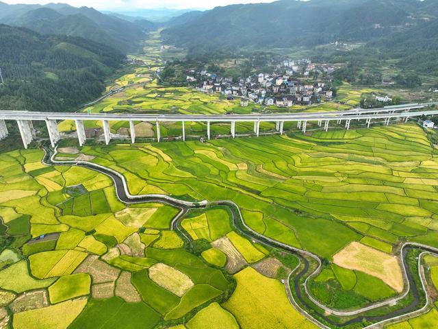 贵州天柱：稻香鱼肥好“丰”景