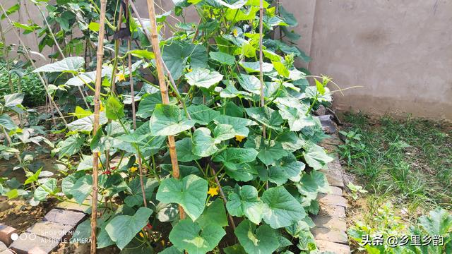 现在庭院露地种植蔬菜正当时，这样安排种植时间最合适