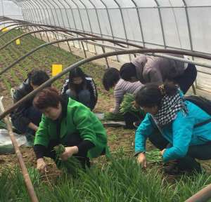 洛阳野鸡养殖场(北京本地头茬韭菜上市 放心吃没农药)