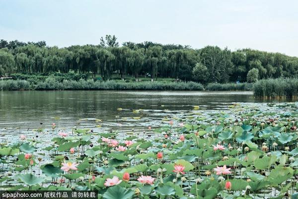 京郊避暑去哪玩？去这6个湿地公园进行一场追逐清凉之旅！