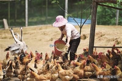 养牛养鸡养猪，种稻种菜种花——昔日山乡贫困户 今朝种养风向标