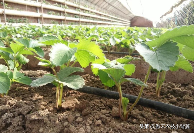 掌握好草莓移栽定植的时机与技巧，提高定植成活率、避免烂苗死棵