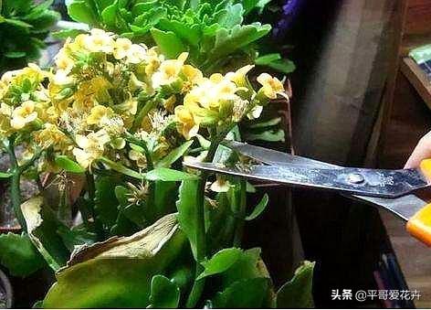 花败后长寿花怎么养？剪一刀、喷点水，25天冒花芽，又能开一茬！