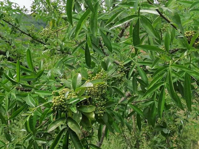 云南南华县：种下花椒树 马街镇走上致富路