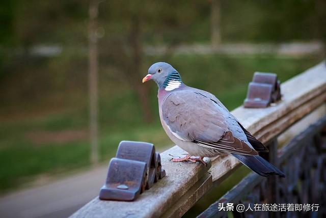 野鸽子在飞翔