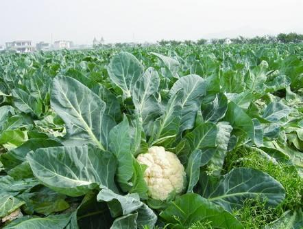 花菜种植高产栽培和管理技术