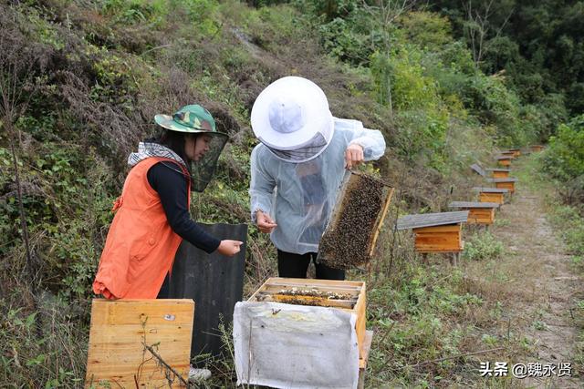 80后夫妻大山里养蜂养红腹锦鸡，甜蜜美丽产业带来丰厚收入