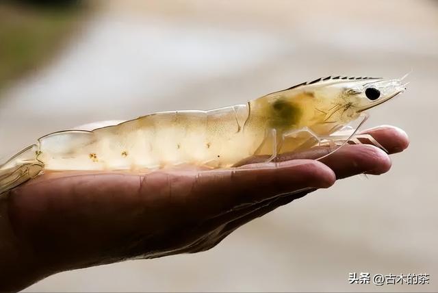 周氏新对虾的生物学特性及养殖技术