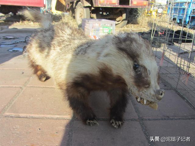 农村老汉抱着一只獾在集市上到处走，知道内情的人：这是营销高手