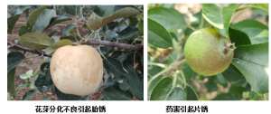 华冠青梗菜种植技术(苹果果锈产生的原因及预防措施)