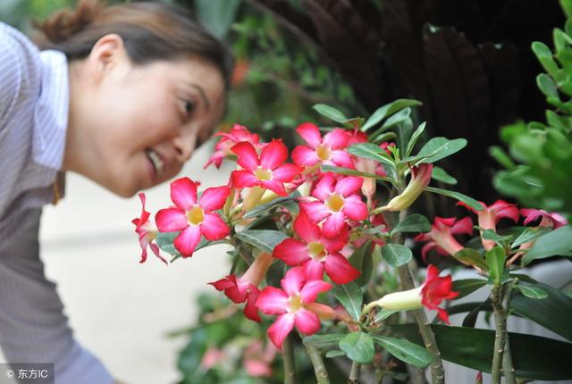 懒人专属“玫瑰花”，家里养一盆，一年只浇10次水，白腿上满枝花