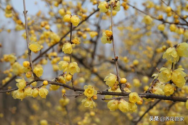 庭院种上12种花，月月有花赏，月月不重样