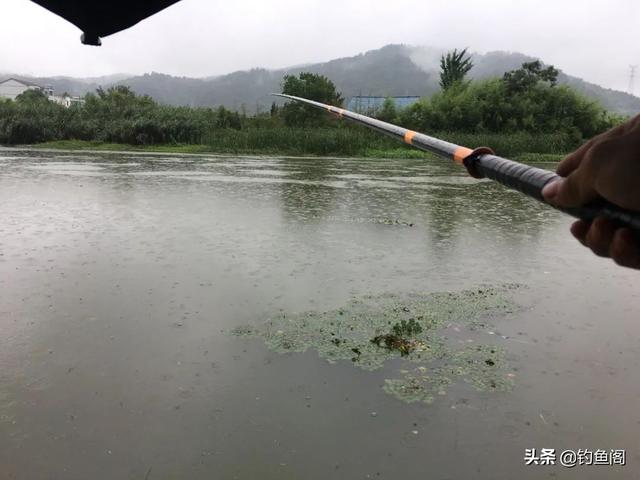 春暖花开，野钓黄辣丁正当时！碰上这种天气绝不能错过，可爆护