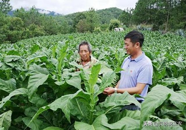 种植烟草，要合理安排施肥规律，能增进烟叶品质和提高产量