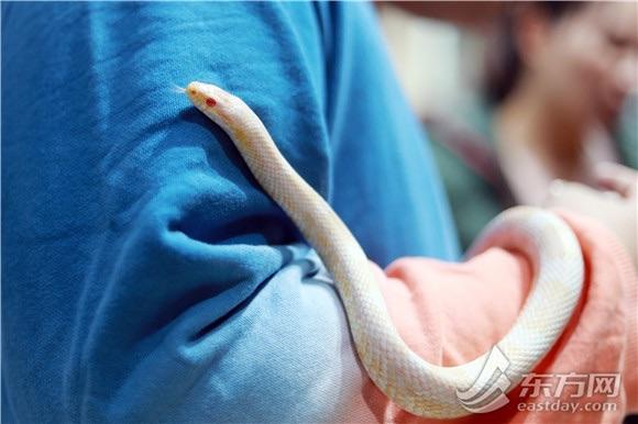 室内动物园异宠体验馆兴起 吸香猪撸浣熊有人被圈粉有人喊心疼