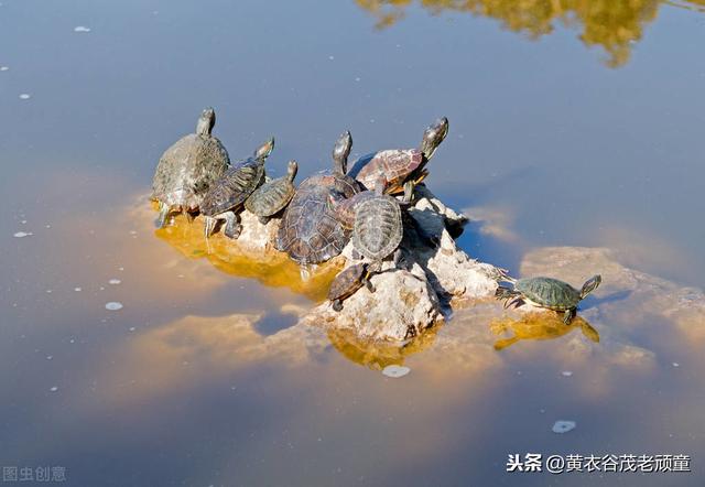 泥鳅想修炼成蛟龙，还真得翻出大浪来