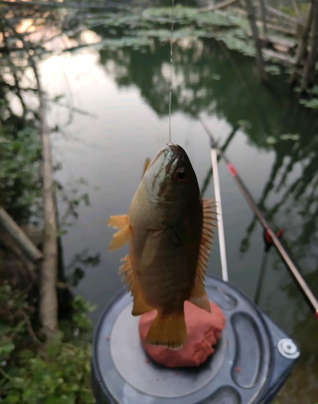 过山鲫能长到一斤多？废弃水塘出现许多巨型过山鲫，肥硕惊人