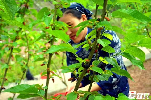 巴适！宜宾又到钓着龙虾吃桑per的季节！地图来了，快收藏~