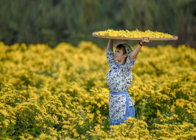 山西翼城：金丝皇菊铺就助民增收“黄金路”