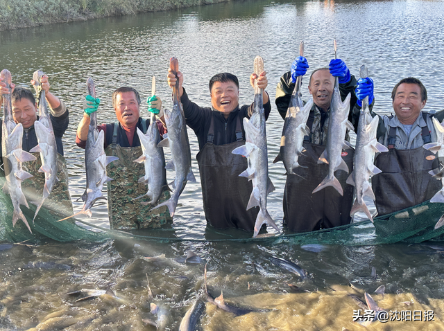 两条长寿鱼“游”出精彩人生：他深耕养鱼技术46年，成就行业东北第一