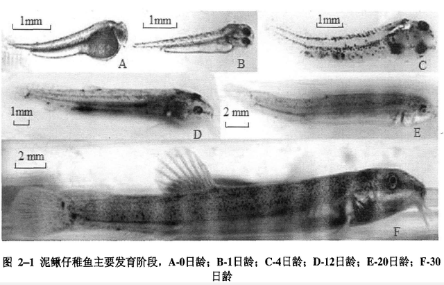 泥鳅的摄食节律及投喂建议