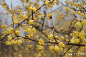 月月桂花怎么养殖(庭院种上12种花，月月有花赏，月月不重样)