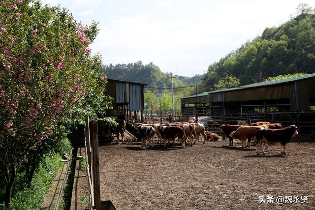 陕西秦岭深山育肥牛，给牛建花园式运动场，养的全是公牛