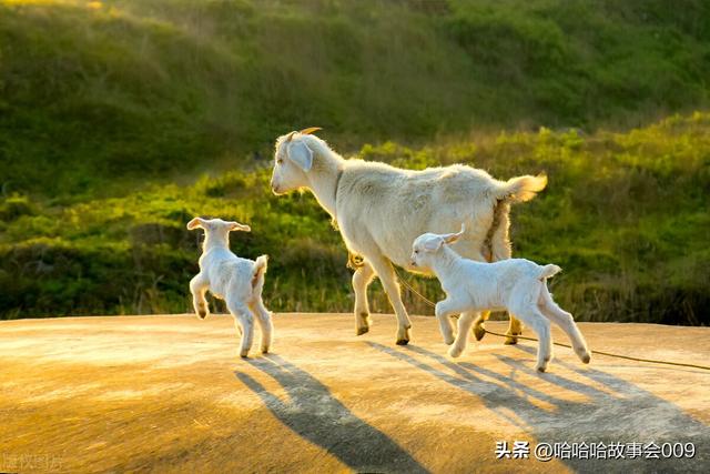 靠“斗羊”致富！这位养殖户不走寻常路，1年销售8000万！