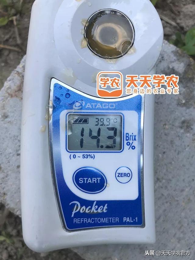 金秋砂糖橘味道受到怀疑，和四大品种对比，能赚大钱吗？