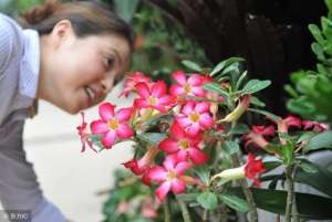 玫瑰花盆栽怎么养殖(懒人专属“玫瑰花”，家里养一盆，一年只浇10次水，白腿上满枝花)