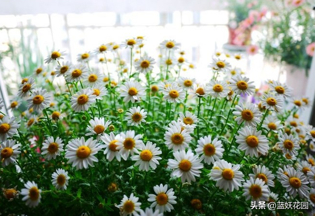 花量超大还特别好养的白晶菊，给点阳光就灿烂，文艺清新田园风