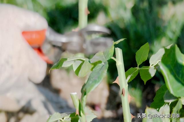 阳台也想种藤本月季？没问题！4种方法任你选，阳台也能做花墙