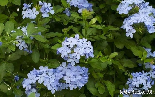 疫情遍地开花，居家生活需要一个院子或阳台，放松心情，远离焦虑