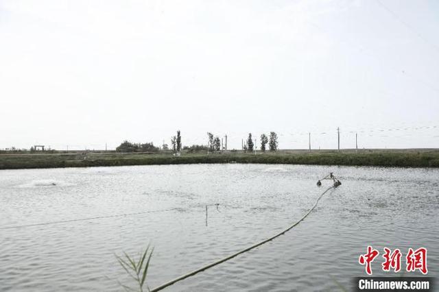 （乡村行·看振兴）借水生财！新疆兵团特色水产养殖助力乡村振兴