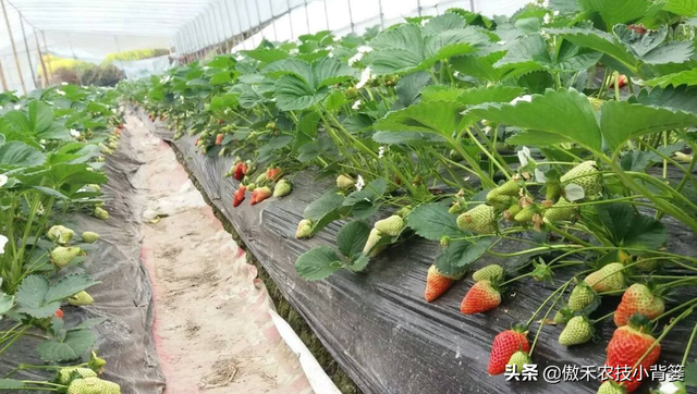 掌握好草莓移栽定植的时机与技巧，提高定植成活率、避免烂苗死棵