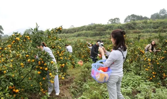 40000投资果然够值！4年耐心种植成果盈利惊人！