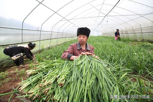 韭菜种植几年后需要重栽？播种和移栽哪种方法好？韭菜啥时间种？