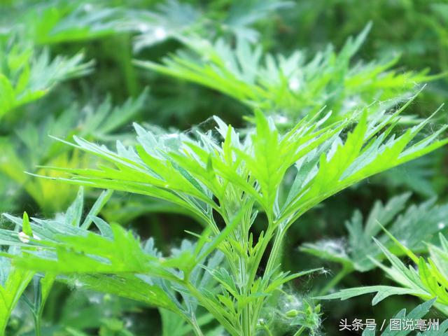 农村男子种植一种农作物，每亩收入3000元，他有一个更大的愿望