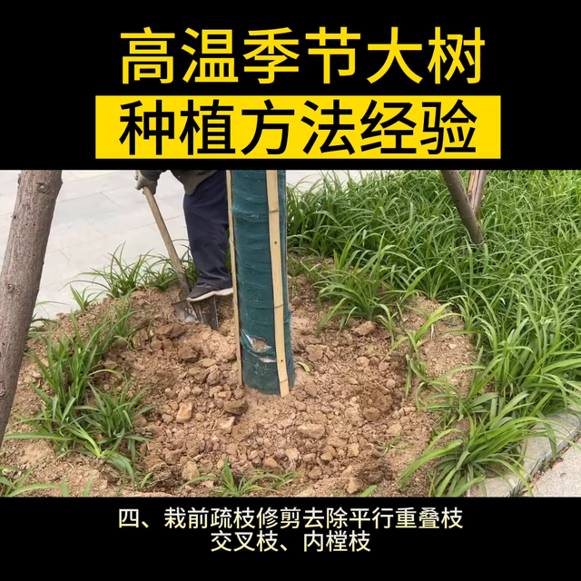 高温季节大树栽植保成活的经验与方法 ，你都知道吗？#园林植保