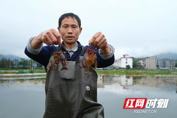 湖南蓝山：小龙虾 富农家