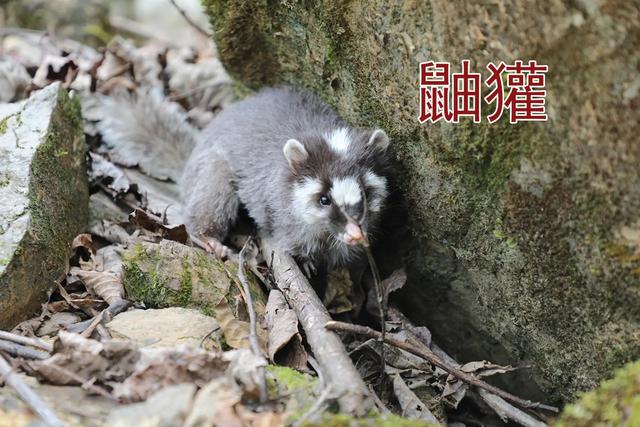 陕西汉中发现猪獾，从山上滚落到沟渠，腿受重伤被围观众人救起