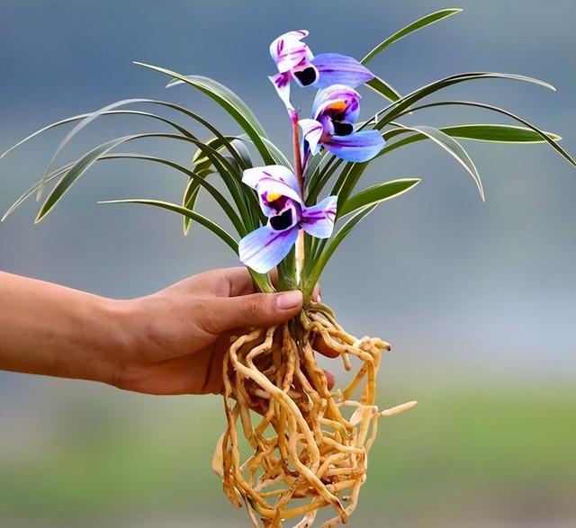 花开紫色的“紫月荷”，花色高贵，兰香醇正，新手也能养