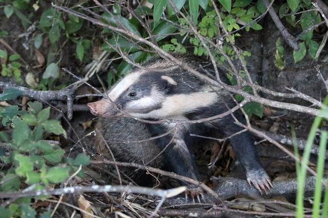 陕西汉中发现猪獾，从山上滚落到沟渠，腿受重伤被围观众人救起