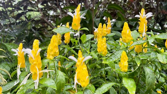 从夏开到冬，广州常见的“小黄虾”花开正盛