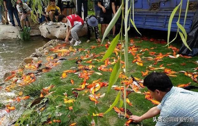 黑鱼是“孝鱼”？居然引如此多的人成百上千斤放，最多放生三万斤