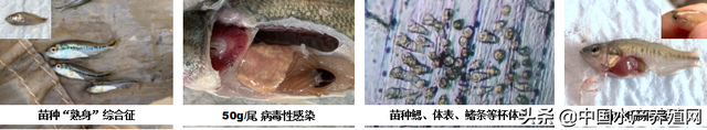 加州鲈养殖痛点剖析+风险规避要领，实战高手一文全解答