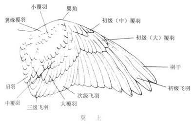 有人发视频炫耀私养丹顶鹤？为防飞走还剪掉其飞羽